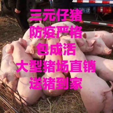 【猪场直售】三元仔猪防疫严格【全国发货】包成活送猪到家