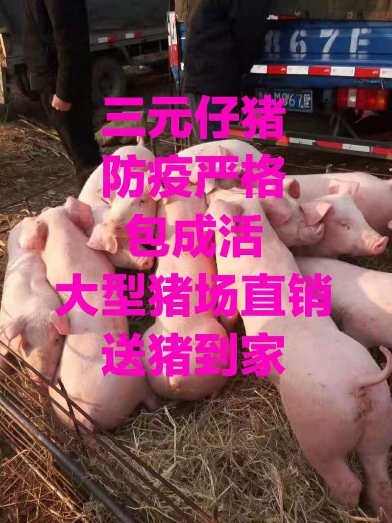 【猪场直售】三元仔猪防疫严格【全国发货】包成活送猪到家
