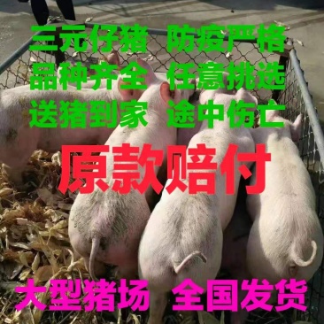【推荐】三元仔猪防疫严格包成活途中伤亡原款退还