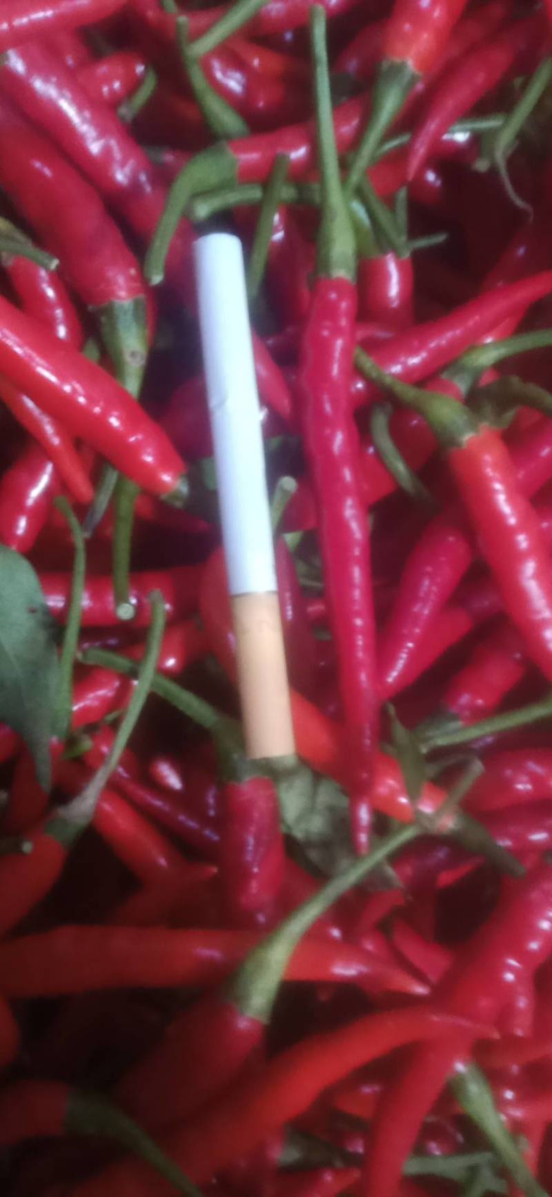 辣椒！艳红椒！小米椒！