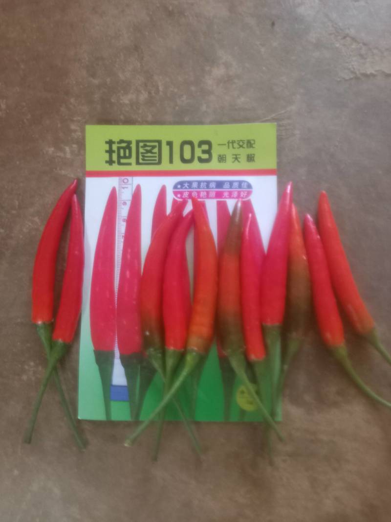 辣椒！艳红椒！小米椒！