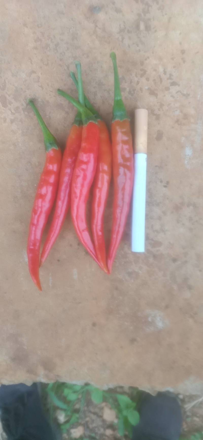 辣椒！艳红椒！小米椒！
