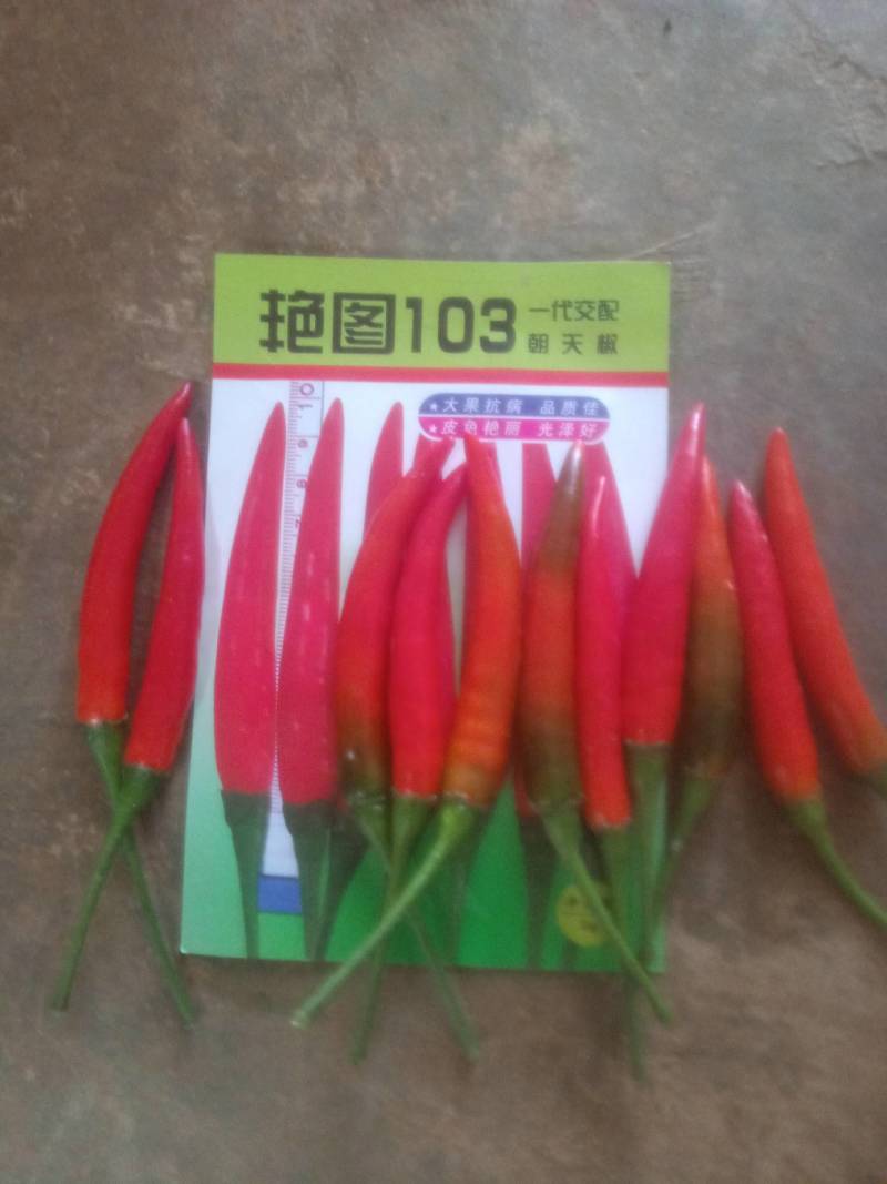 辣椒！艳红椒！小米椒！