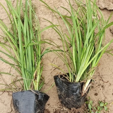多芽麦冬麦冬大量出售营养杯多芽麦冬