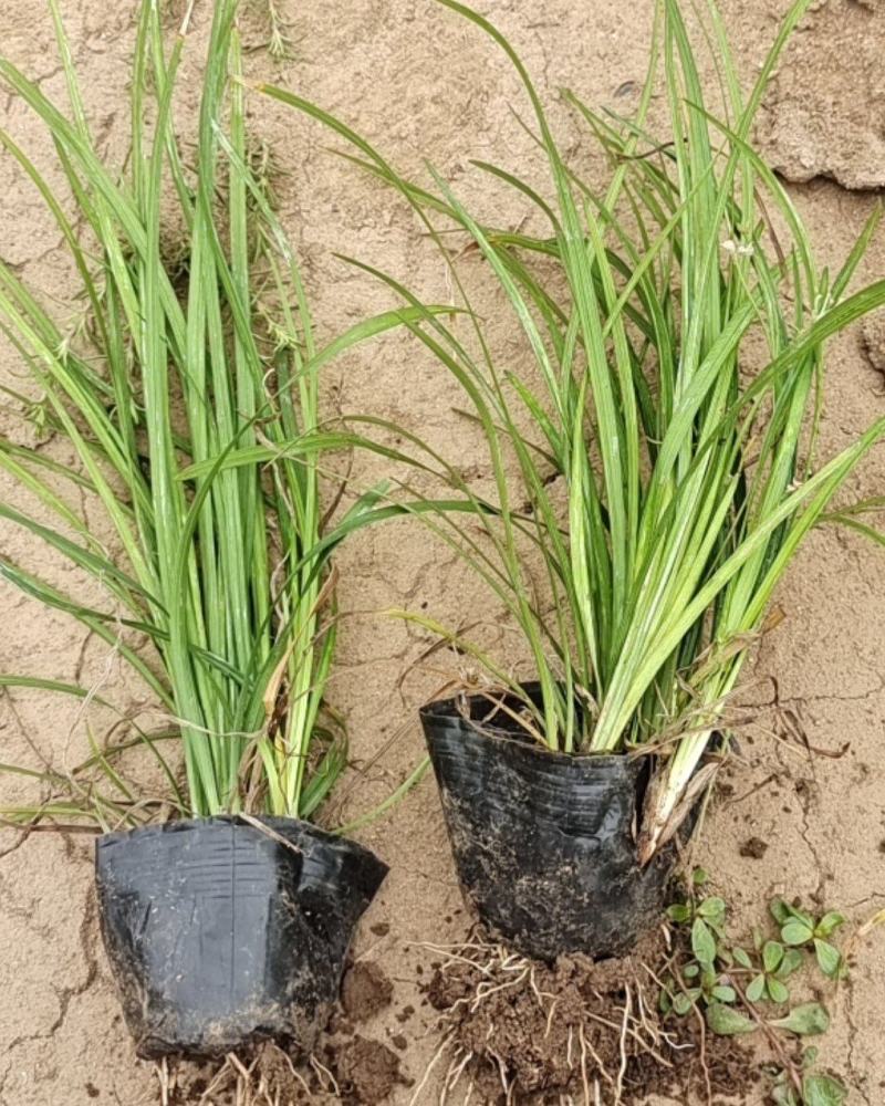 多芽麦冬麦冬大量出售营养杯多芽麦冬