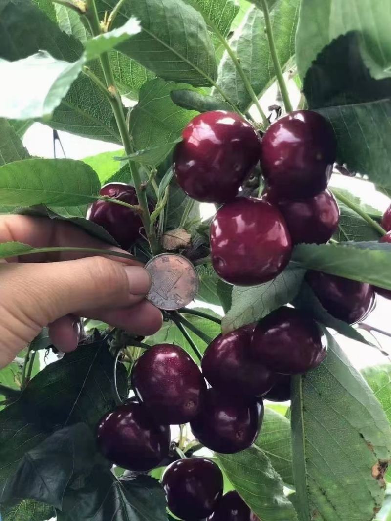 深海鱼蛋白（提升产量提升品质）用肥料英芙莱