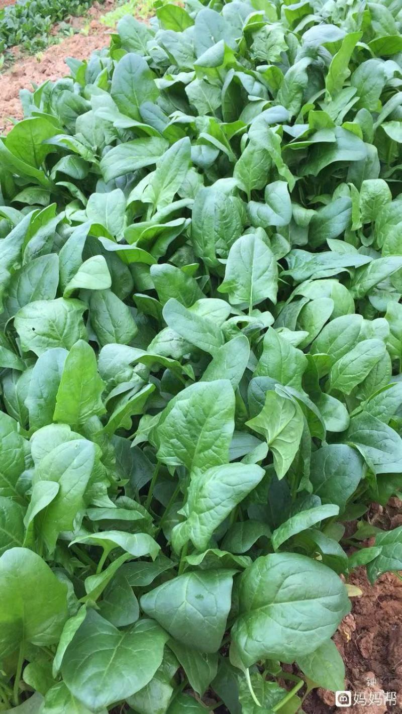 深海鱼蛋白（提升产量提升品质）用肥料英芙莱