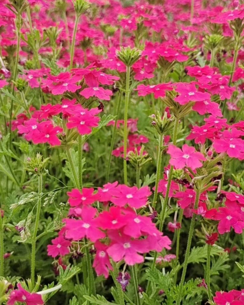 美女樱宿根美女樱常年开花花期超长