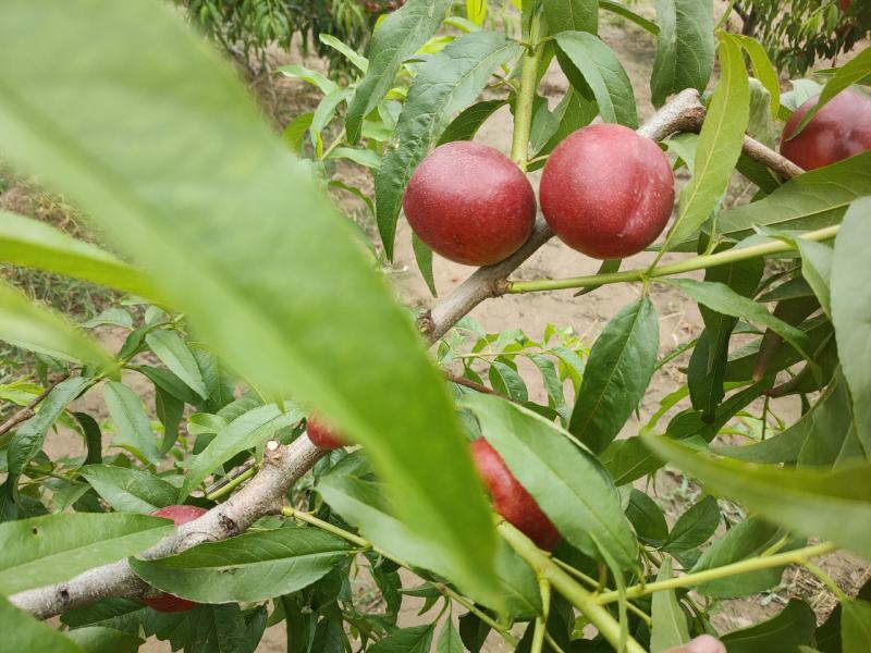 饶阳本地精品油桃大量上市有需要的老板可以上来了