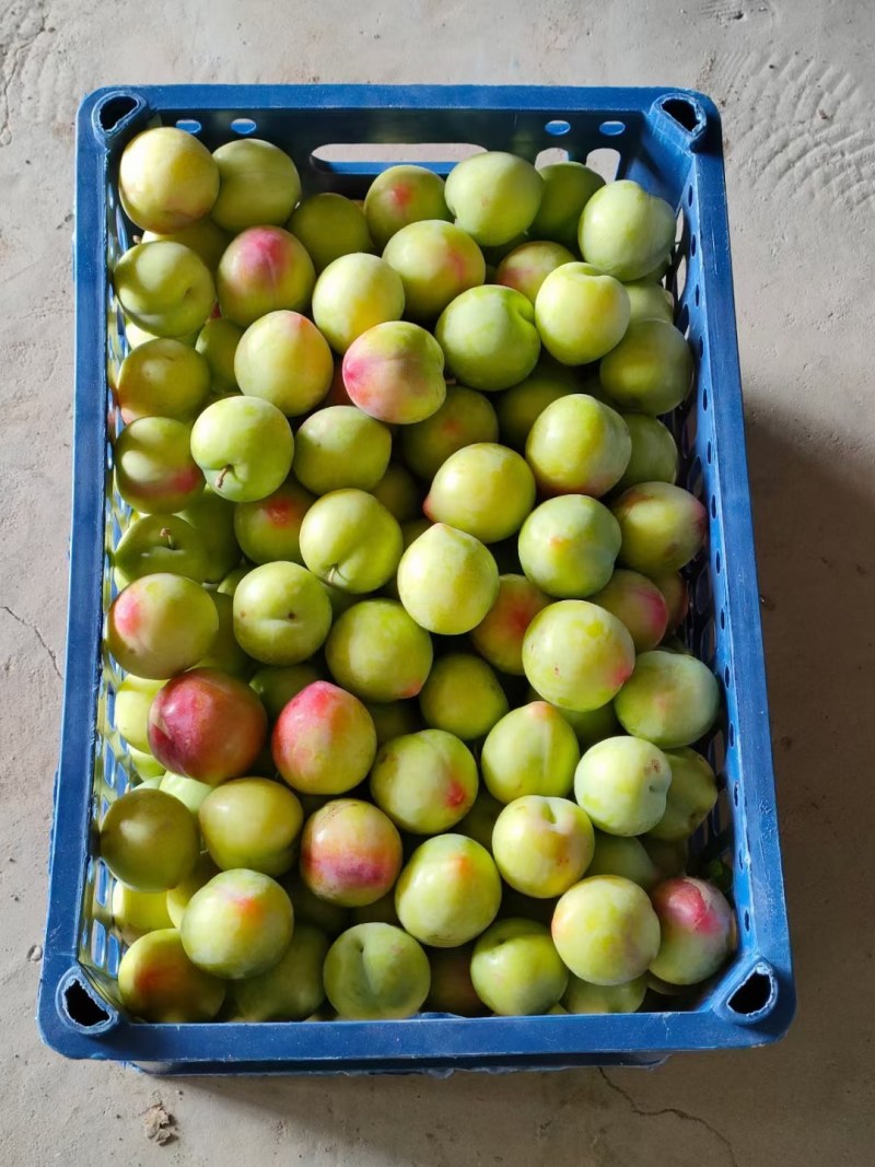 李子，干核李子，雪花李子，玫瑰李子，海量货源