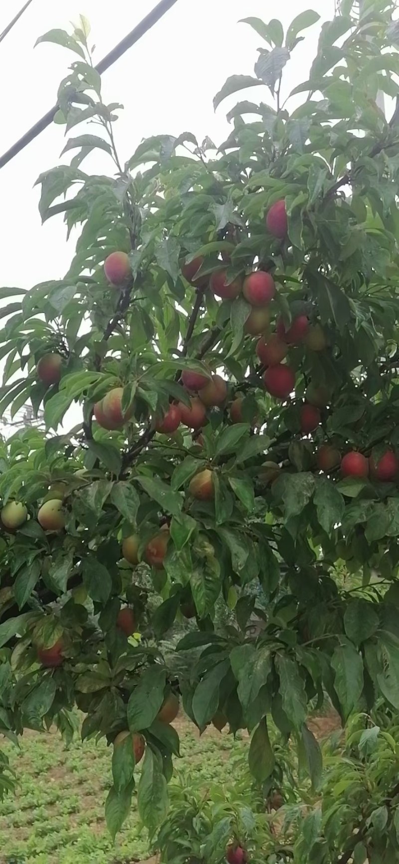 李子，干核李子，雪花李子，玫瑰李子，海量货源
