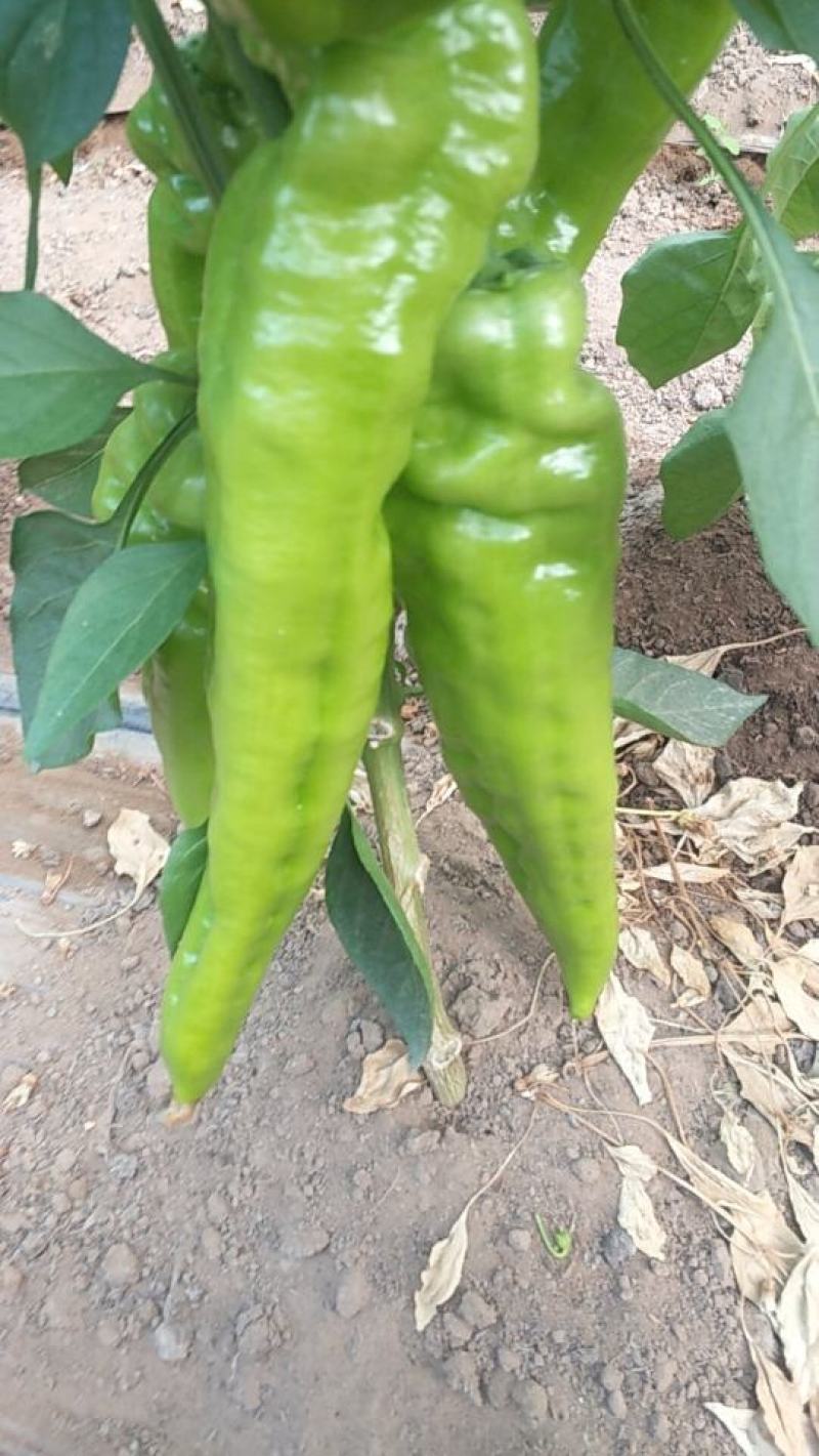 山西鲜辣椒，优质尖椒大量上市，产地直销，一手货源
