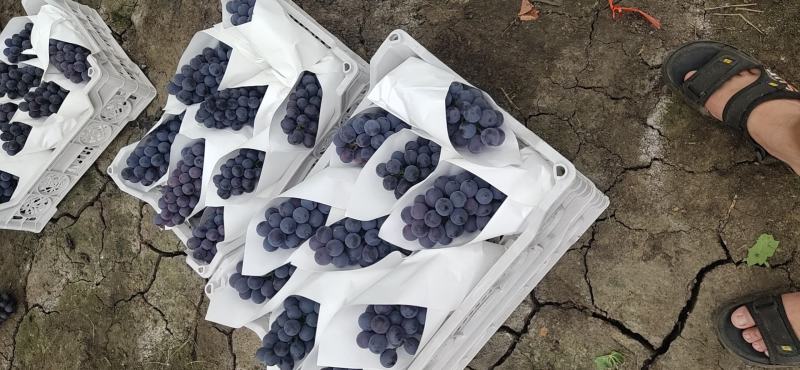 精品夏黑，夏黑葡萄，香甜可口，品质保证，价格实惠！
