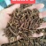 【超低价批发!长白山炒制蒲公英根茶】无提取味道香真好喝!