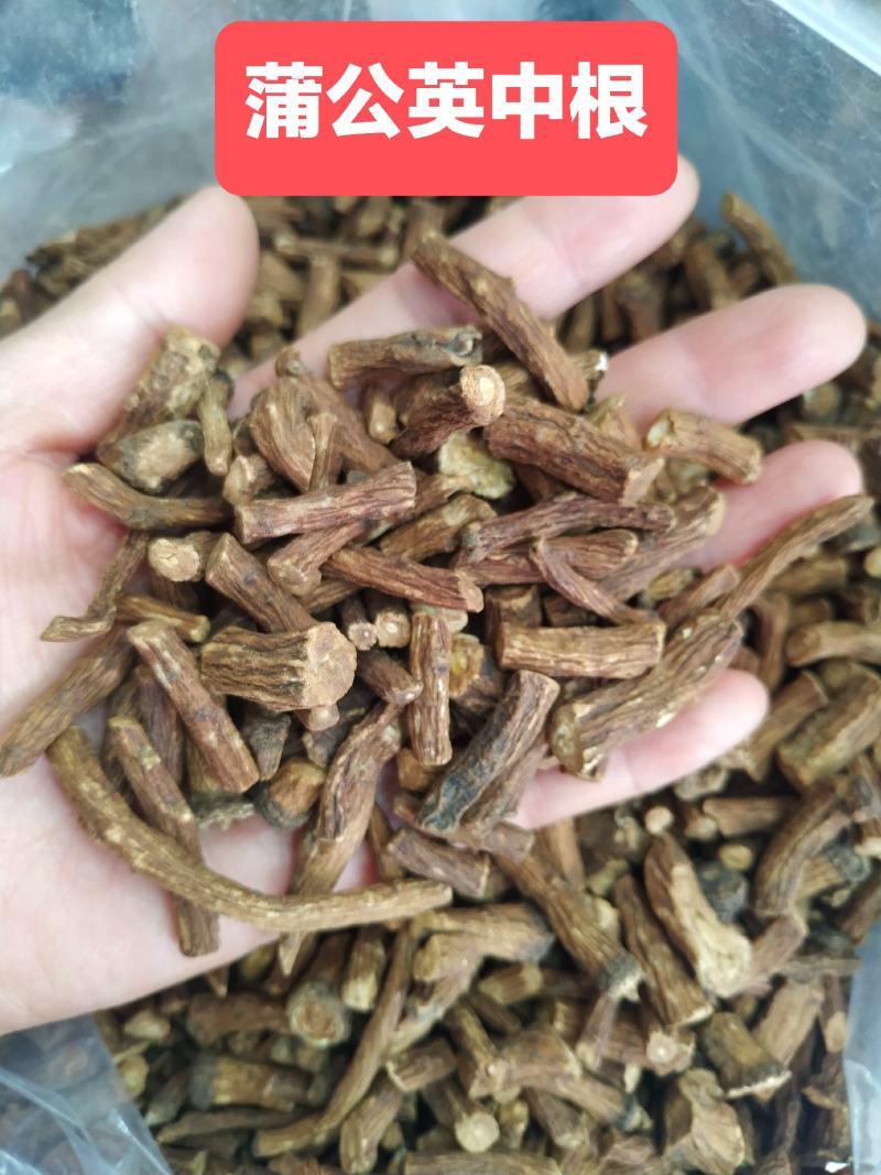 【超低价批发!长白山炒制蒲公英根茶】无提取味道香真好喝!