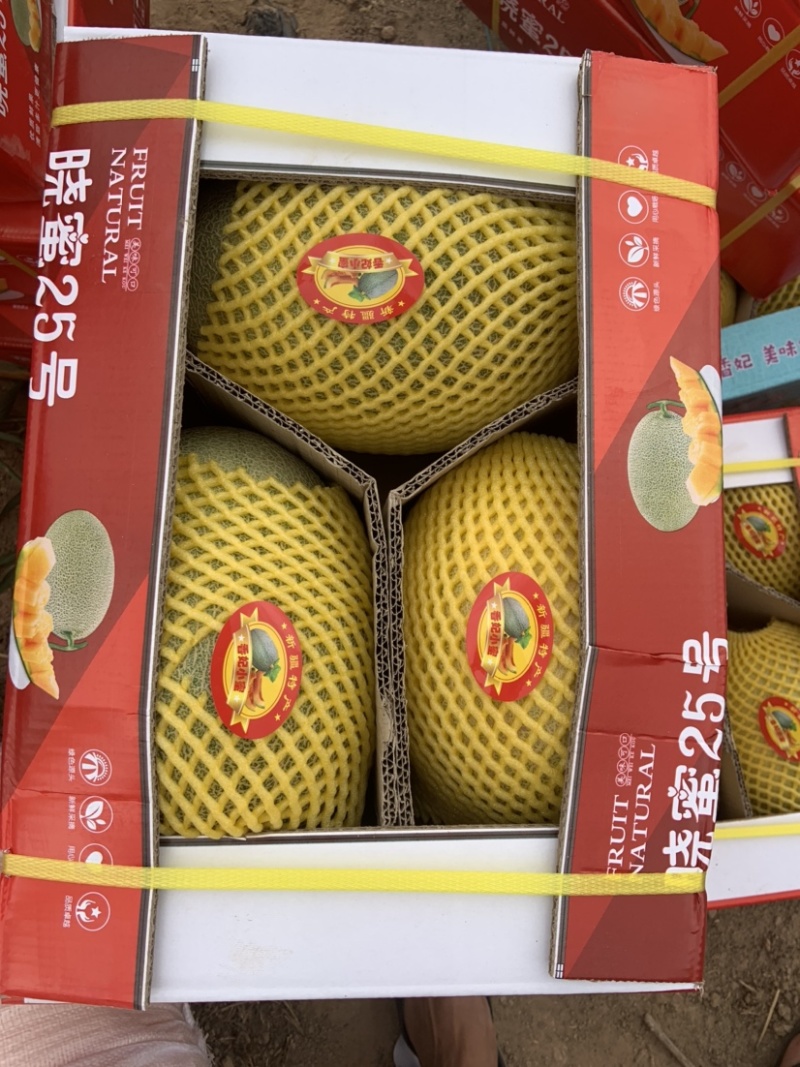 新疆吐鲁番25号哈密瓜火焰山脚底下，大量供应