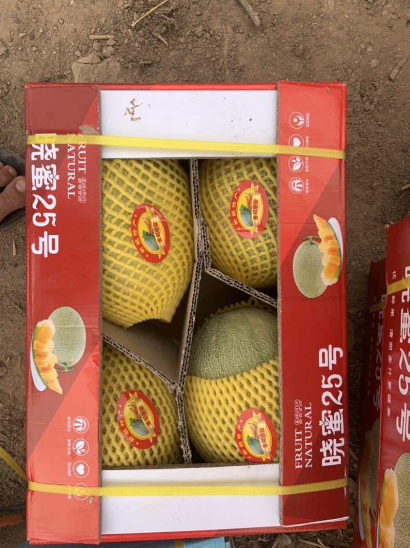 新疆吐鲁番25号哈密瓜火焰山脚底下，大量供应