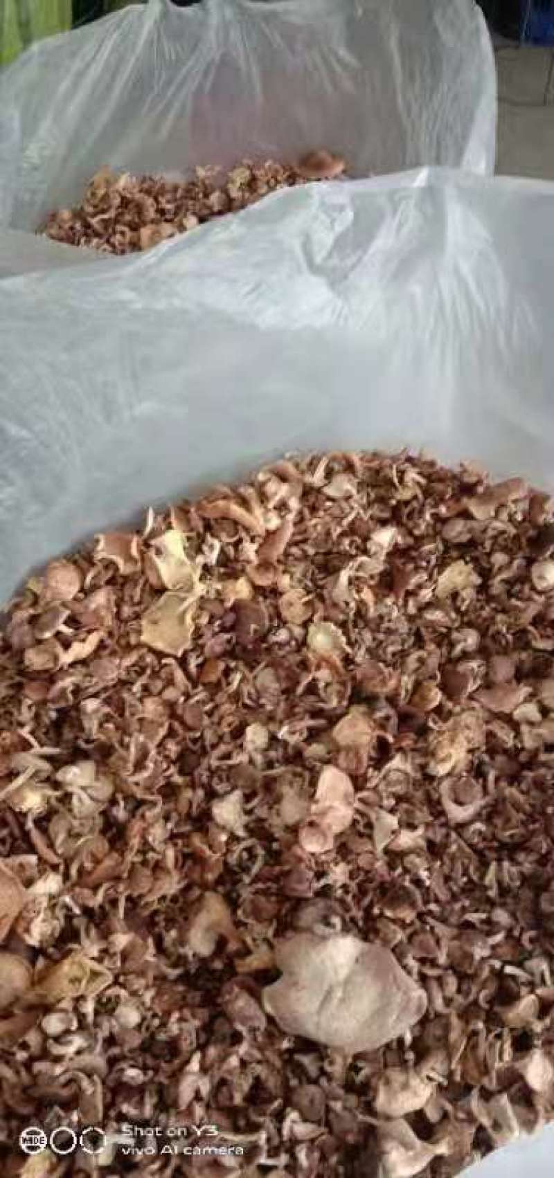 云南纯正野生香菇