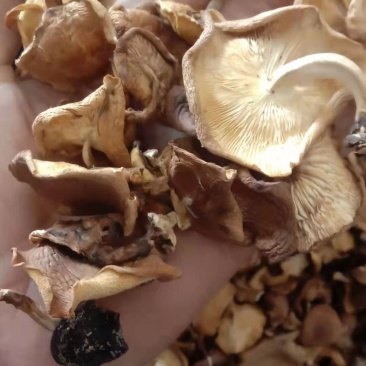云南纯正野生香菇