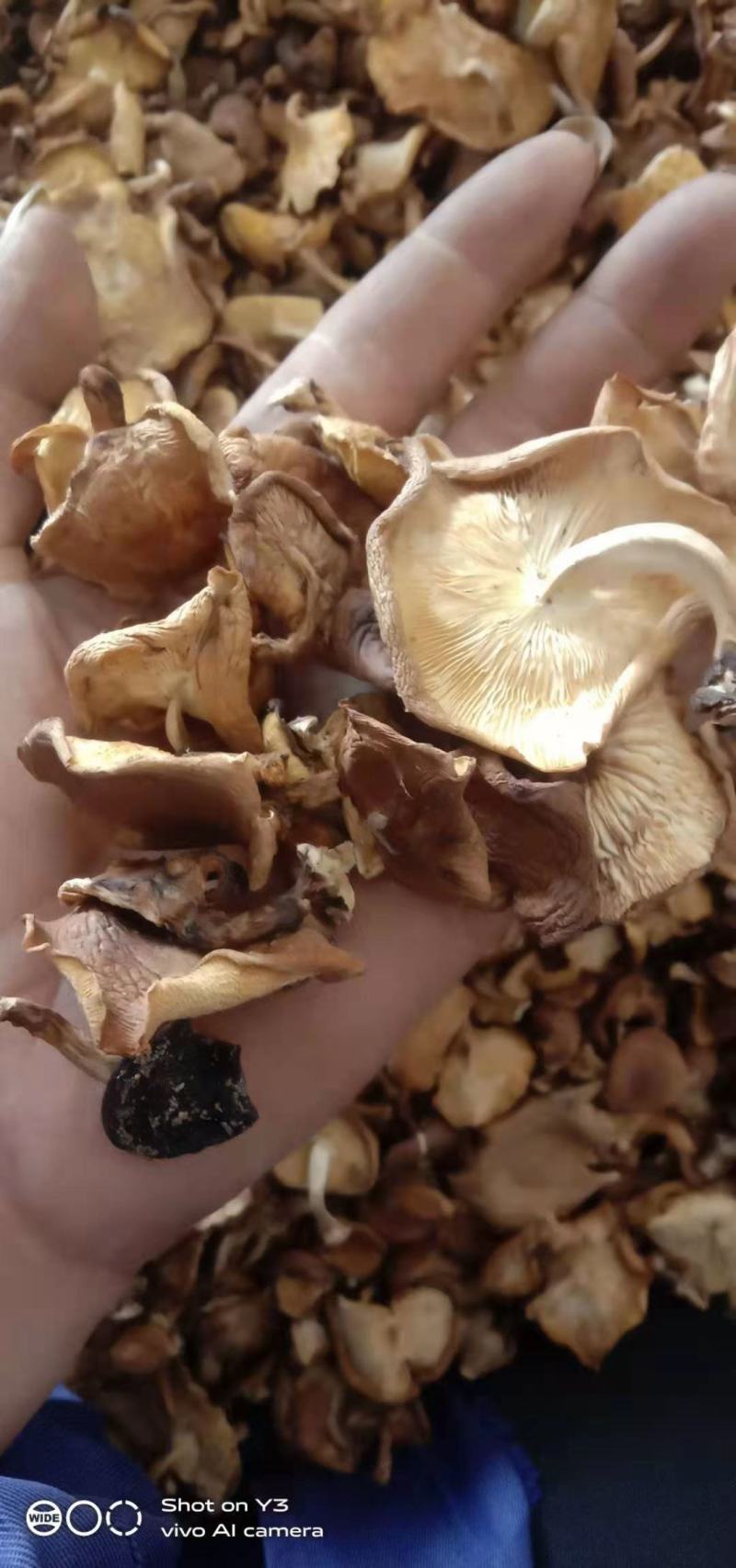 云南纯正野生香菇