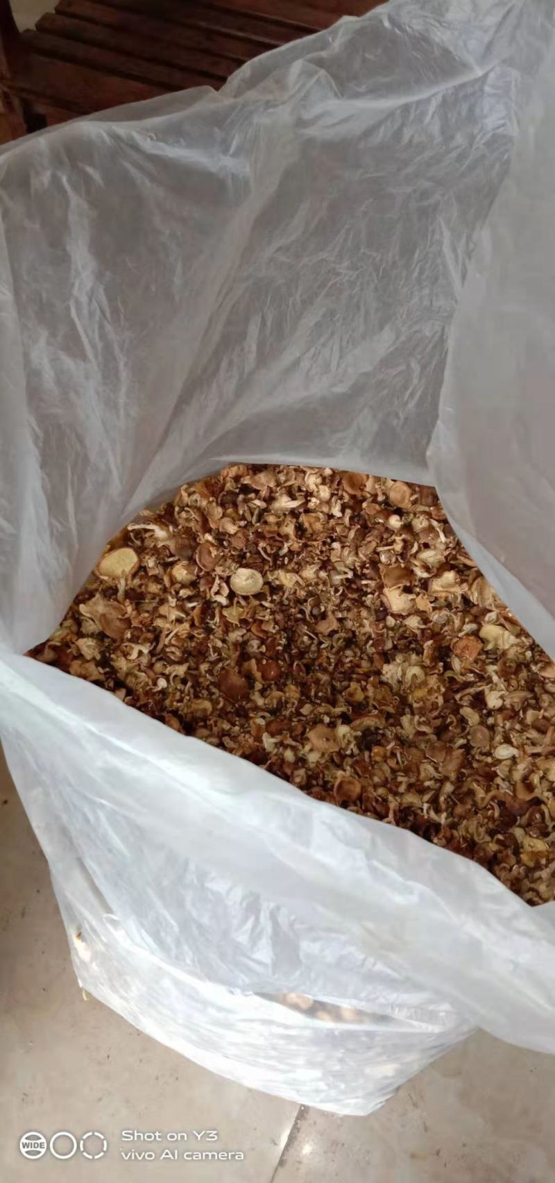 云南纯正野生香菇