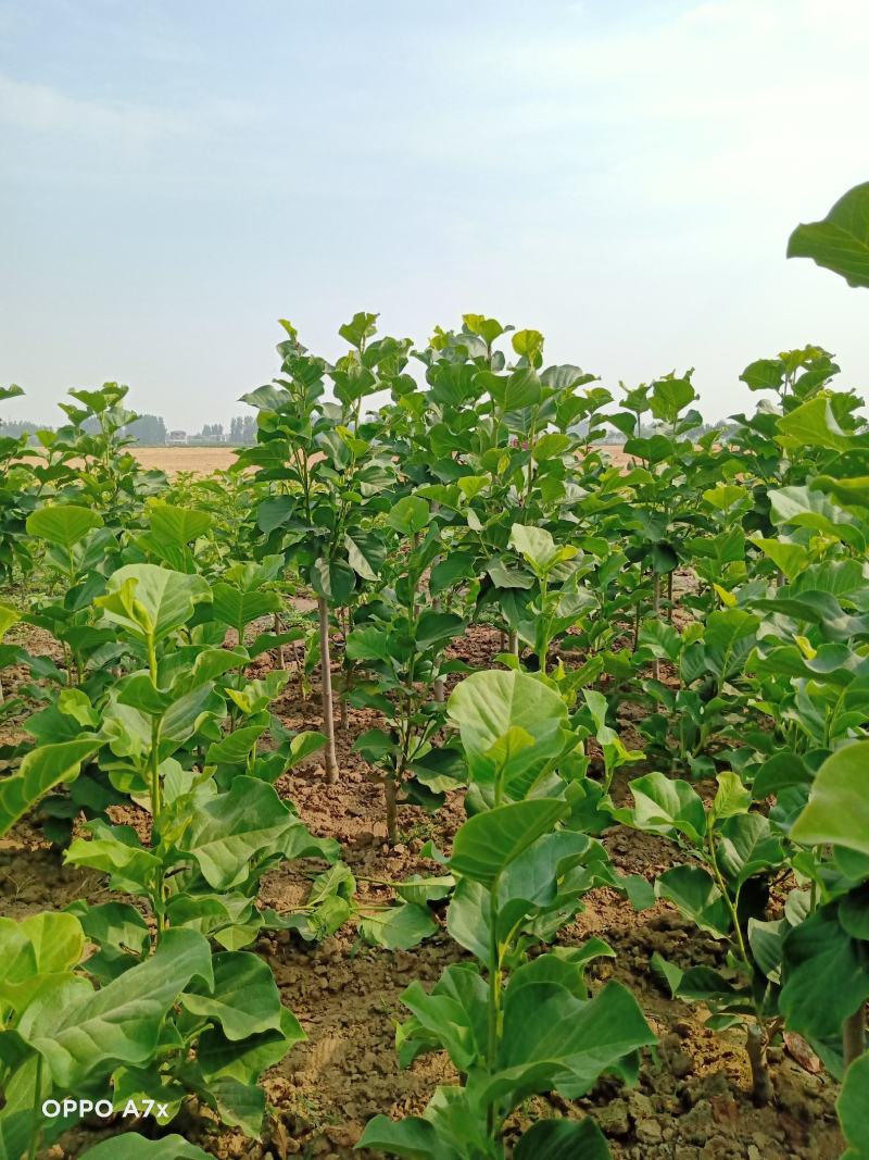 如意玉兰中分枝预售中，现在还没花苞里，后秋大量上市。