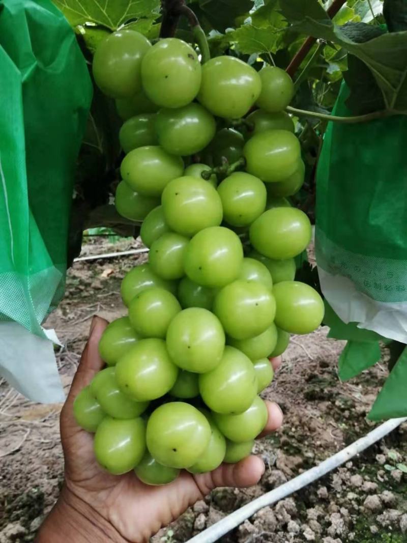阳光玫瑰葡萄湖南葡萄大量上市了商超品质欢迎选购
