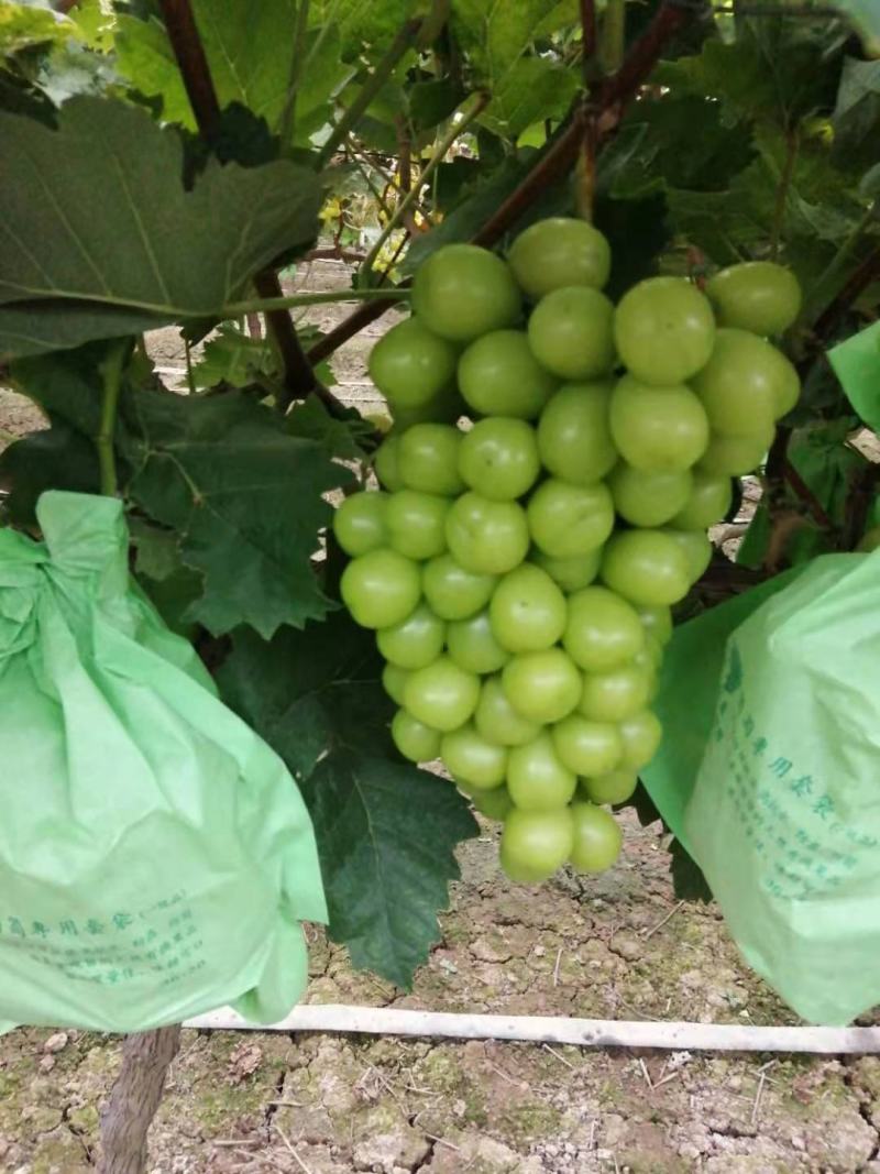 阳光玫瑰葡萄湖南葡萄大量上市了商超品质欢迎选购