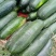 冬瓜黑皮冬瓜质量保证货量充足代发各地支持视频看货