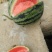 菏泽甜王西瓜
