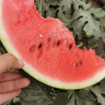 菏泽甜王西瓜