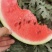 菏泽甜王西瓜