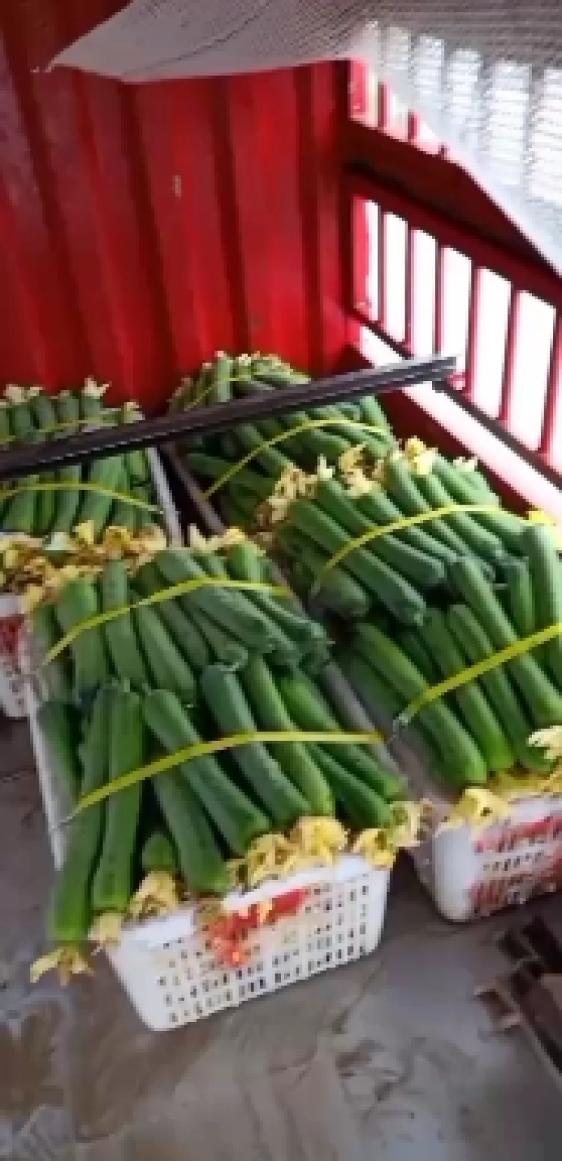 肉丝瓜，基地直供，全国发货，量大从优