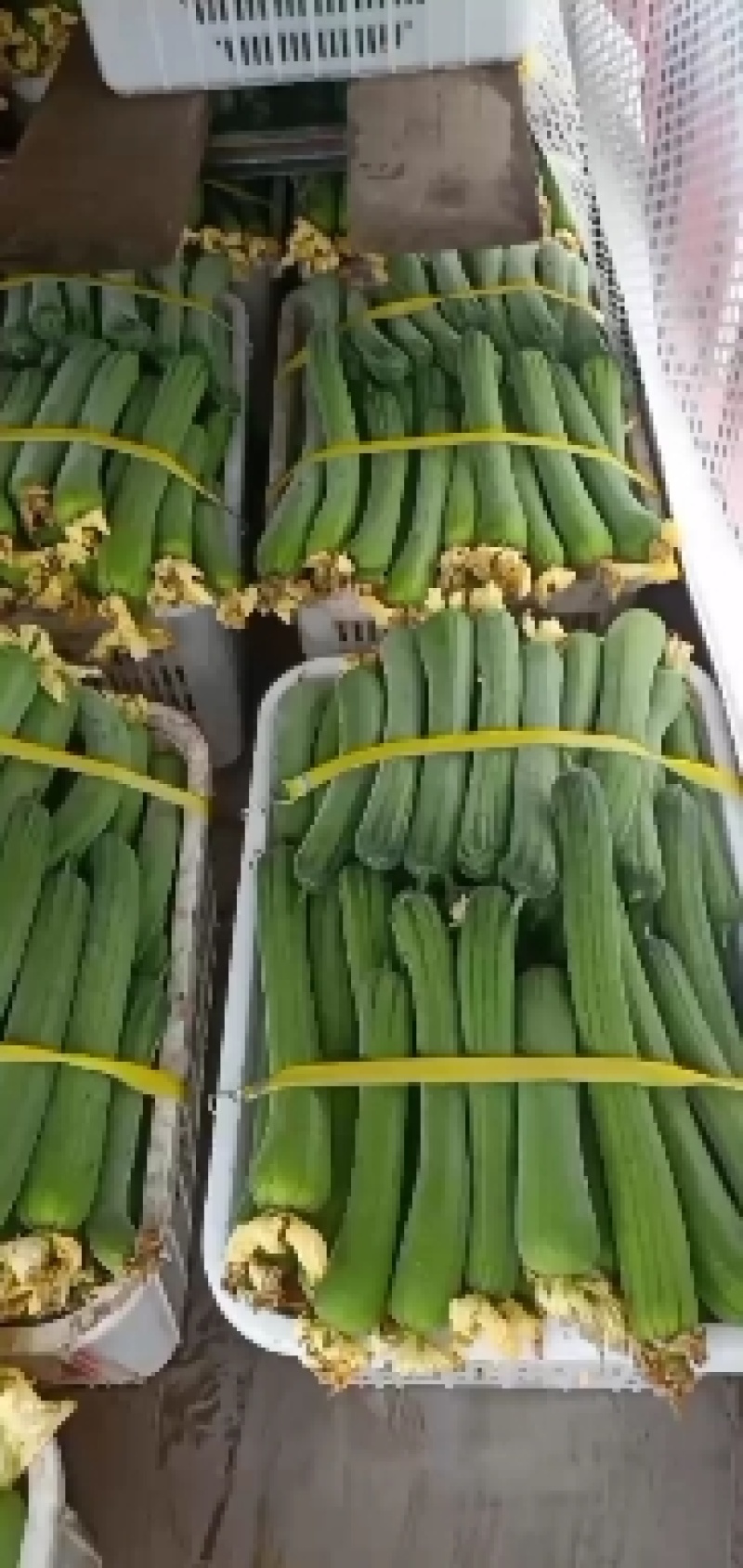 肉丝瓜，基地直供，全国发货，量大从优