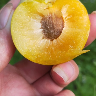 贵州六马甜如蜜蜂糖李