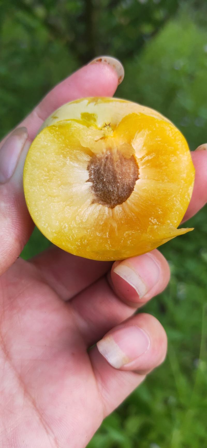 贵州六马甜如蜜蜂糖李