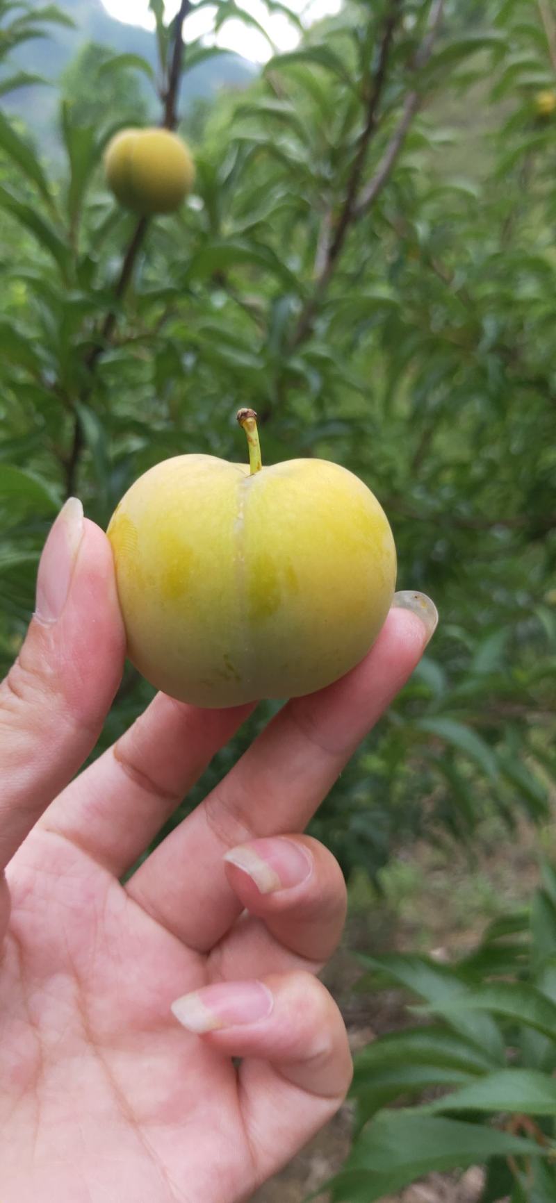 贵州六马甜如蜜蜂糖李