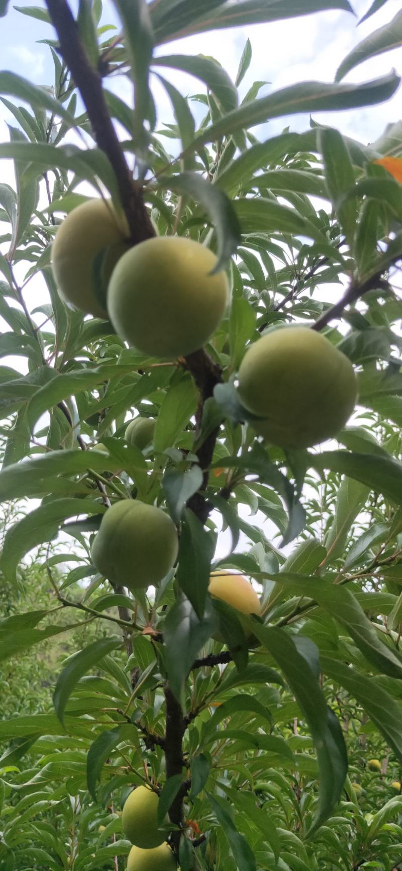 贵州六马甜如蜜蜂糖李