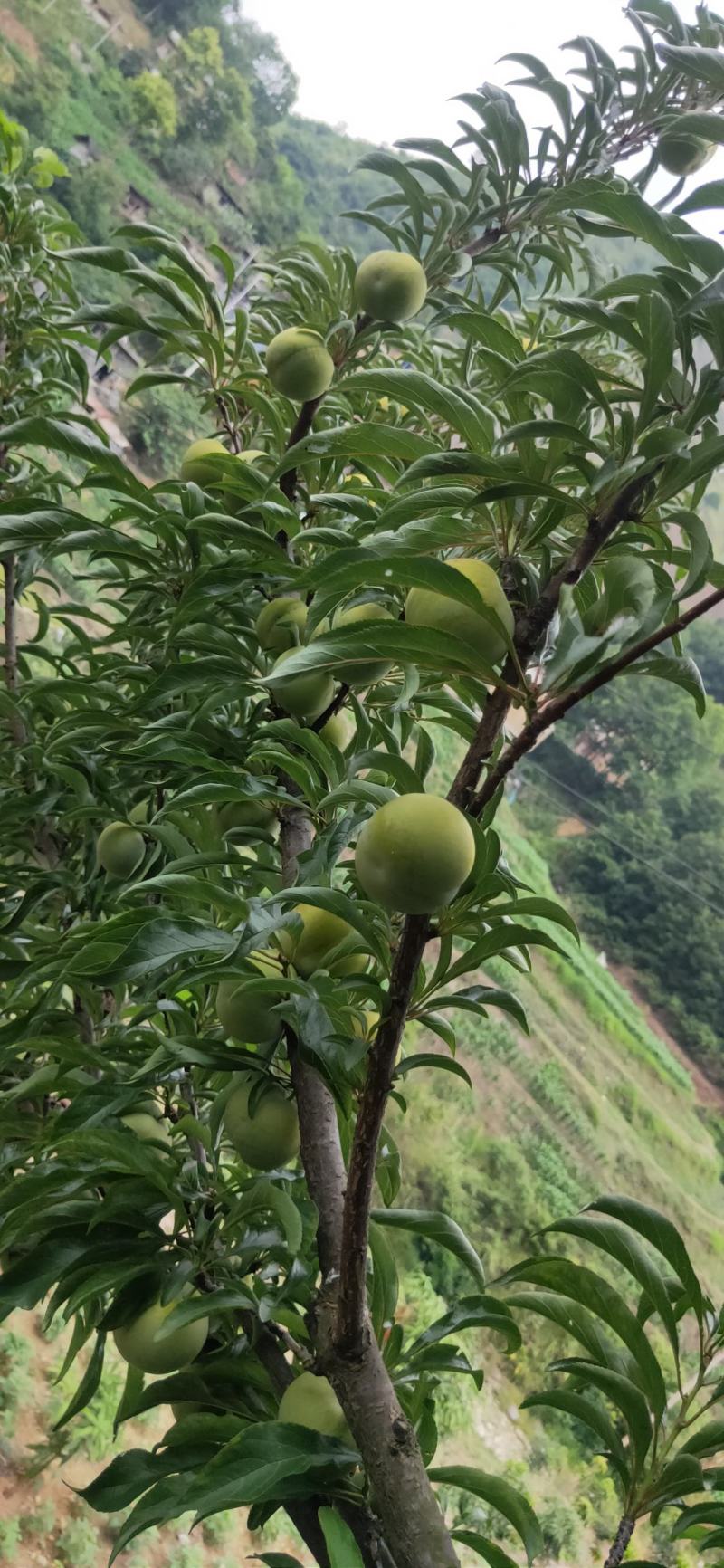 贵州六马甜如蜜蜂糖李