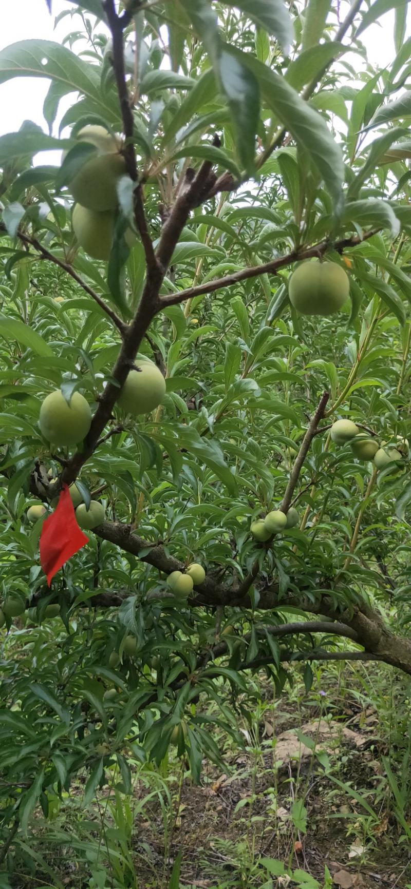 贵州六马甜如蜜蜂糖李