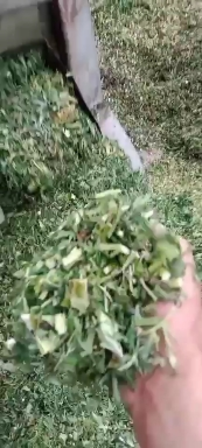 益母草，野生鲜切片食心，高含量产地直发一手货源。