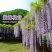 紫藤花树苗，爬滕庭院，丰花紫藤，花期长，紫藤花树苗爬藤植