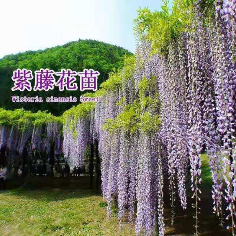 紫藤花树苗，爬滕庭院，丰花紫藤，花期长，紫藤花树苗爬藤植