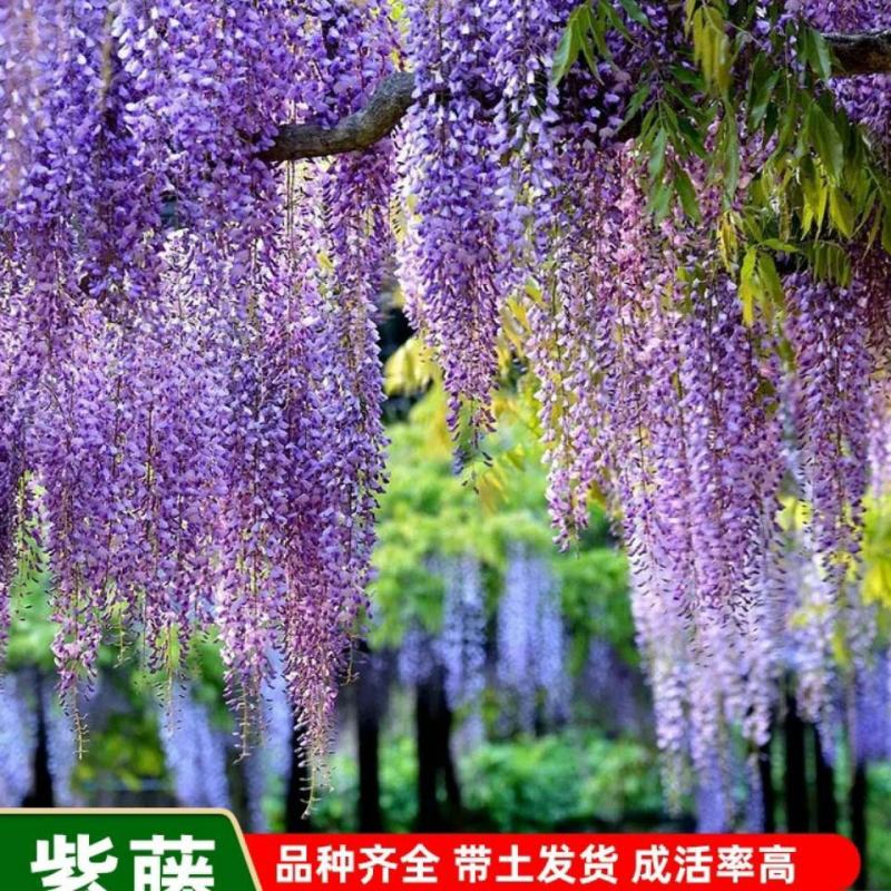 紫藤花树苗，爬滕庭院，丰花紫藤，花期长，紫藤花树苗爬藤植