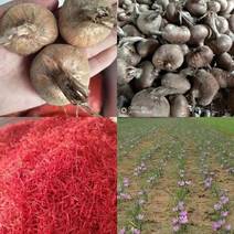 藏红花名贵药材可在大田室内立体种植节约土地包回收花丝种球