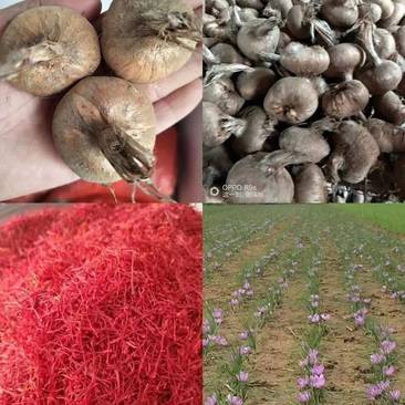 藏红花名贵药材可在大田室内立体种植节约土地包回收花丝种球