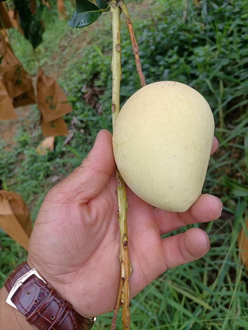 台浓芒果