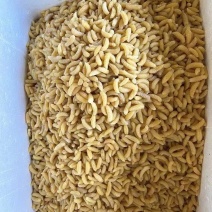 熟冻蜂蛹