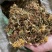 野生金银花，