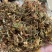 野生金银花，
